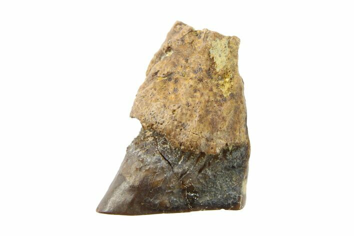 Fossil Dinosaur (Triceratops) Shed Tooth - Wyoming #289129